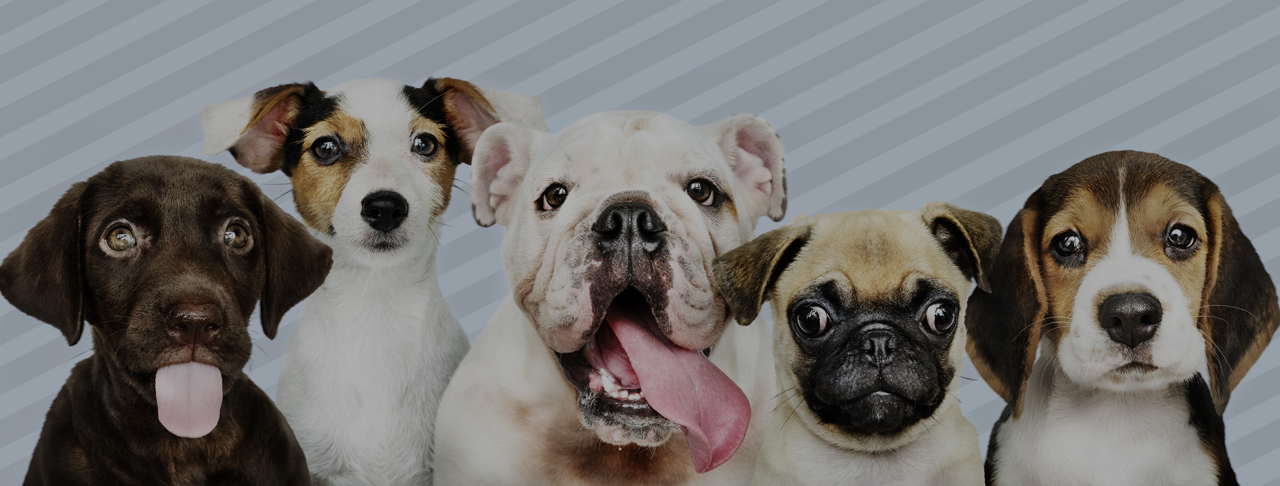 RosarioPet | Distribuidora de accesorios para mascotas.