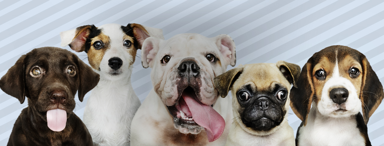 RosarioPet | Distribuidora de accesorios para mascotas.