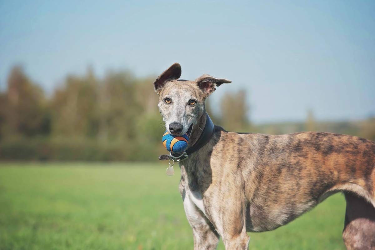 Chuckit Ultra Squaker Ball Medium - Imagen 2