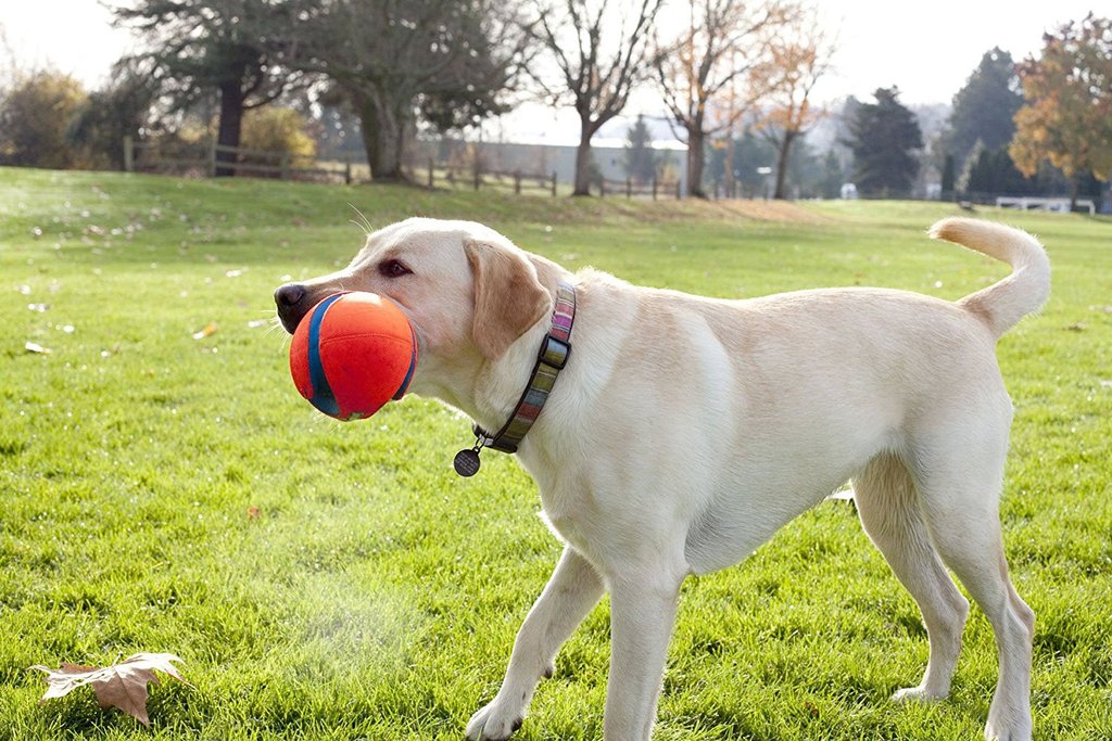 Chuckit Fumble Fetch Small - Imagen 3