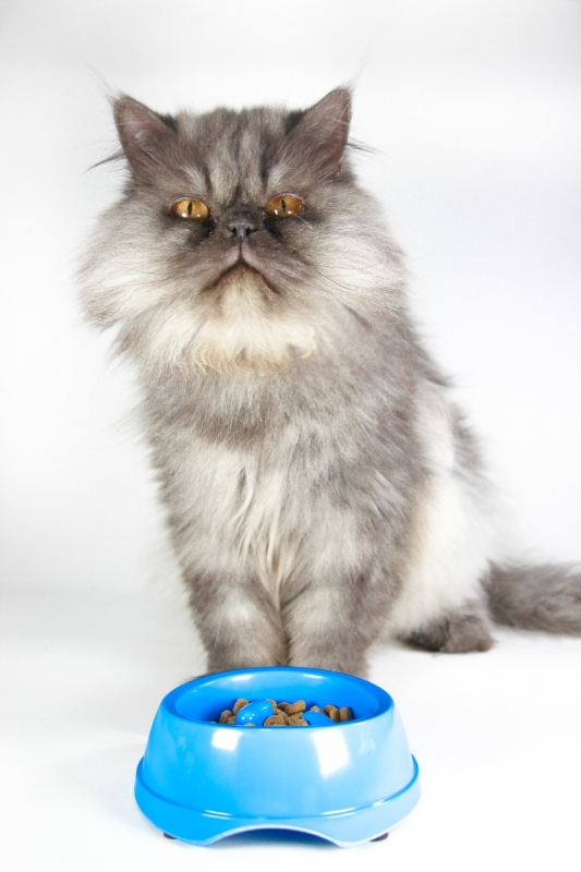 RosarioPet | Distribuidora de accesorios para mascotas.