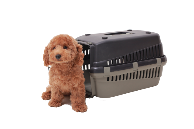 RosarioPet | Distribuidora de accesorios para mascotas.