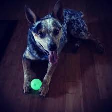 JUGUETE PELOTA P/ PERRO CHUCKIT MAX GLOW BALL LARGE - Imagen 3