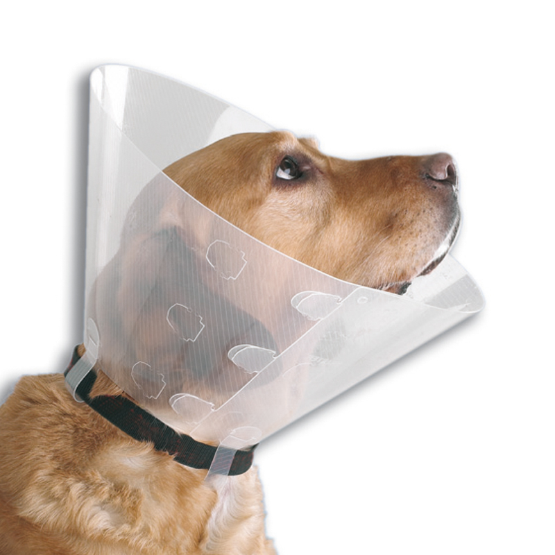 collar isabelino nº 6