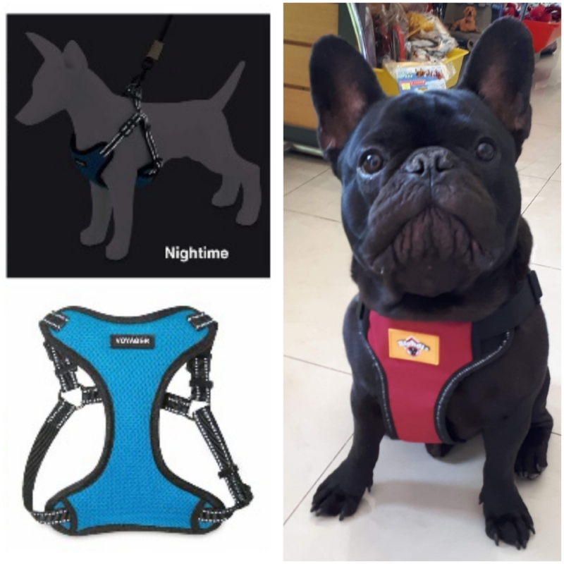 CONJUNTO ARNES Y CORREA NEOPRENE talle L